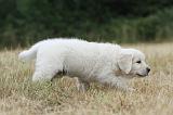 GOLDEN RETRIEVER 709